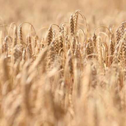 Getreidefeld mit reifem Weizen, Nahaufnahme, landwirtschaftliche Ernte, naturbelassene Weizenäcker, landwirtschaftliches Getreide, Landwirtschaft, Natur, Bauernhof.