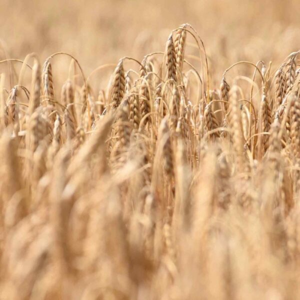 Getreidefeld mit reifem Weizen, Nahaufnahme, landwirtschaftliche Ernte, naturbelassene Weizenäcker, landwirtschaftliches Getreide, Landwirtschaft, Natur, Bauernhof.