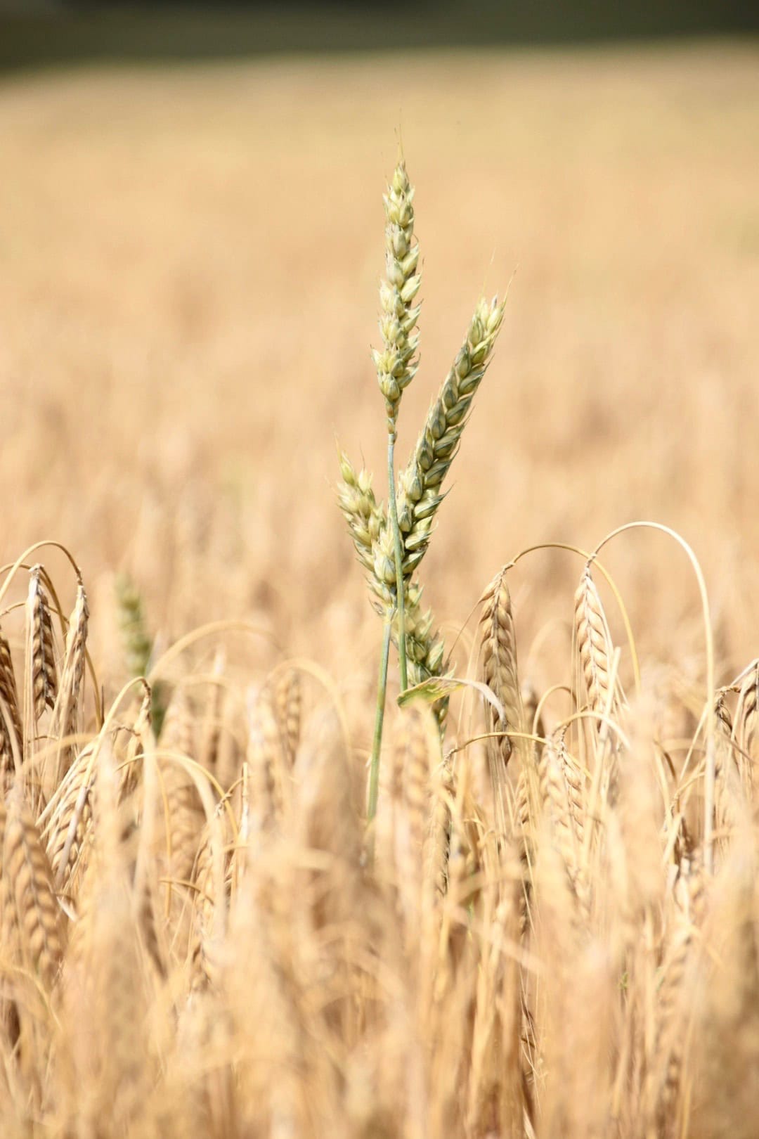 Selbstgemachte Pasta online bestellen