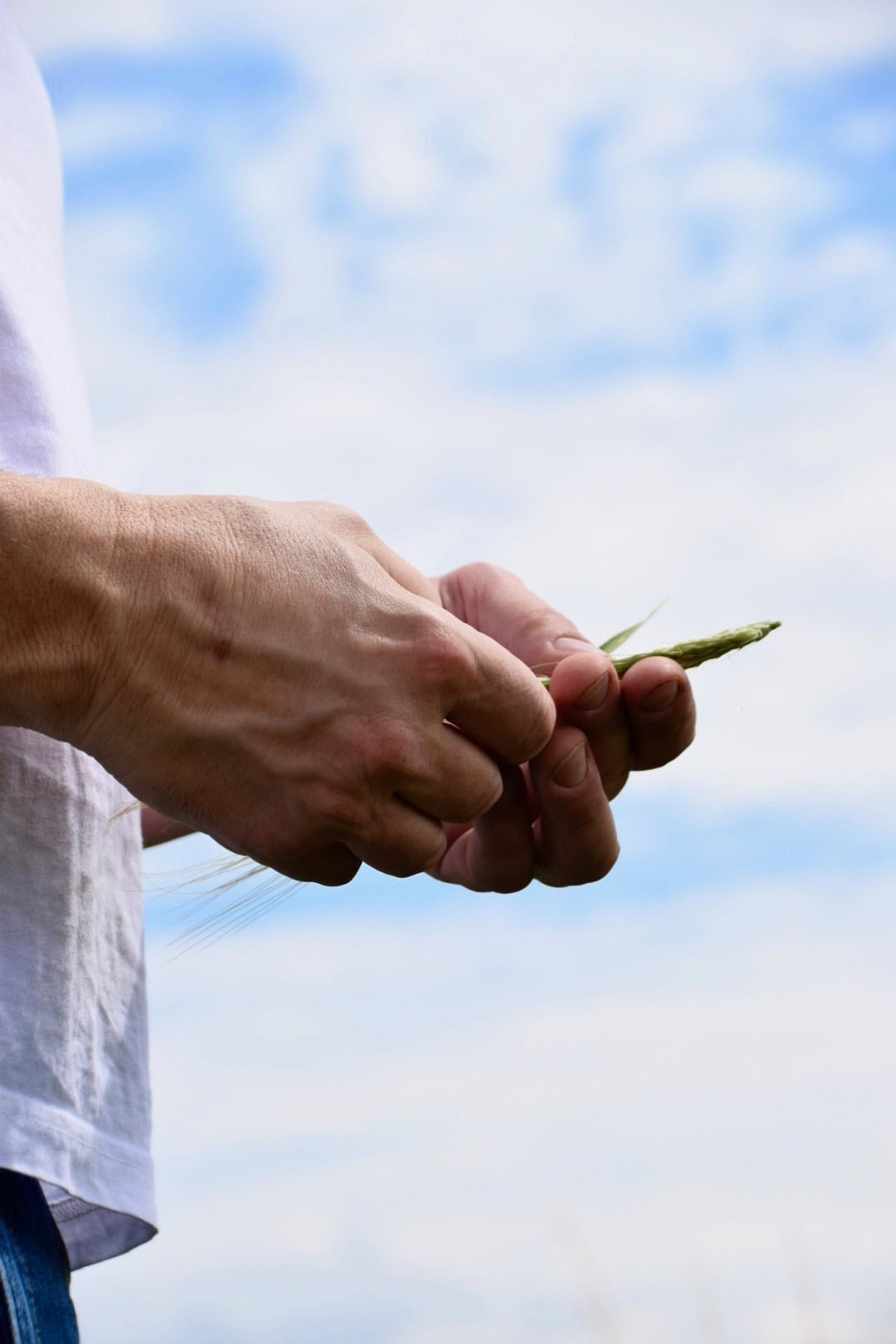 Frische grüne Spargelstange in der Hand, outdoor, saisonale italienische Spezialität.
