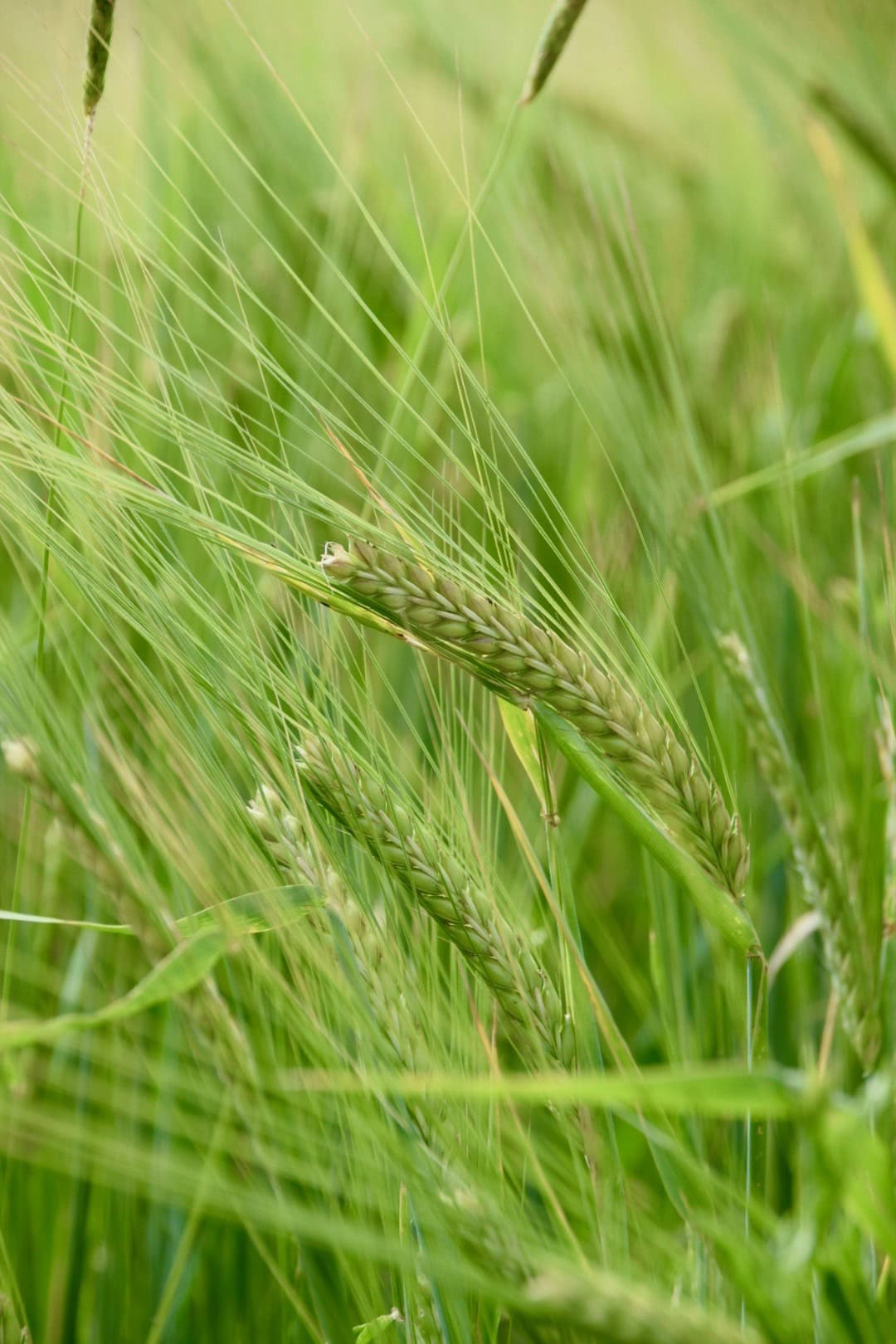 Getreideähre in einem grünen Weizenfeld, Nahaufnahme, Bauernhof, Landwirtschaft, Natur.