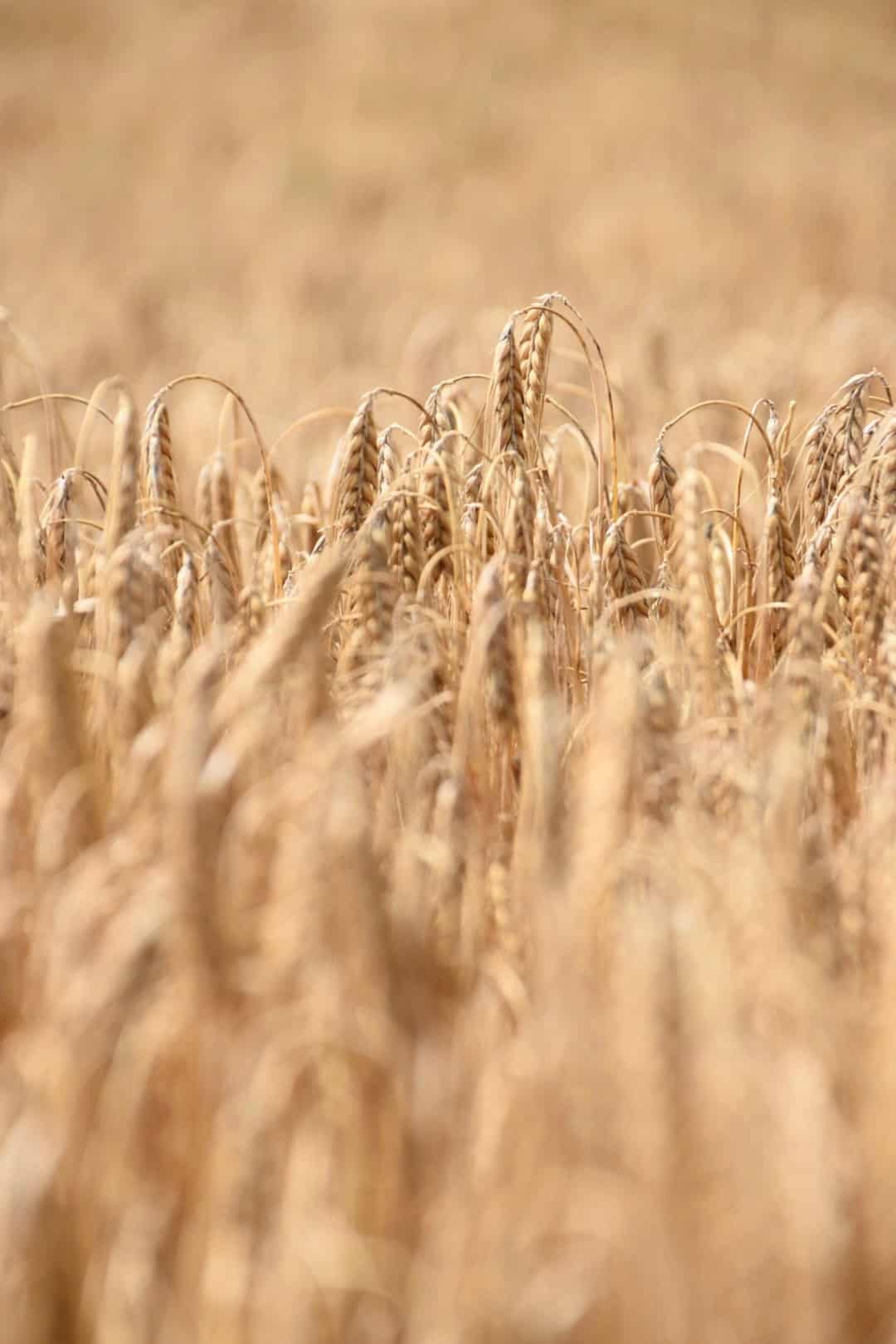 Goldenes Weizenfeld, italienische Küche, Landwirtschaft, Getreideernte, Natur, typisches Getreidefeld.