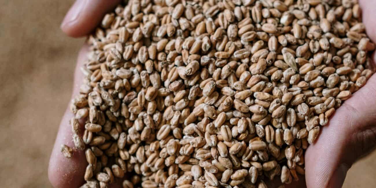 Gerste in Hand, natürliche Getreide für italienisches oder mediterranes Kochen.