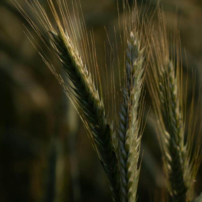 Urgetreide gesund jetzt mehr erfahren