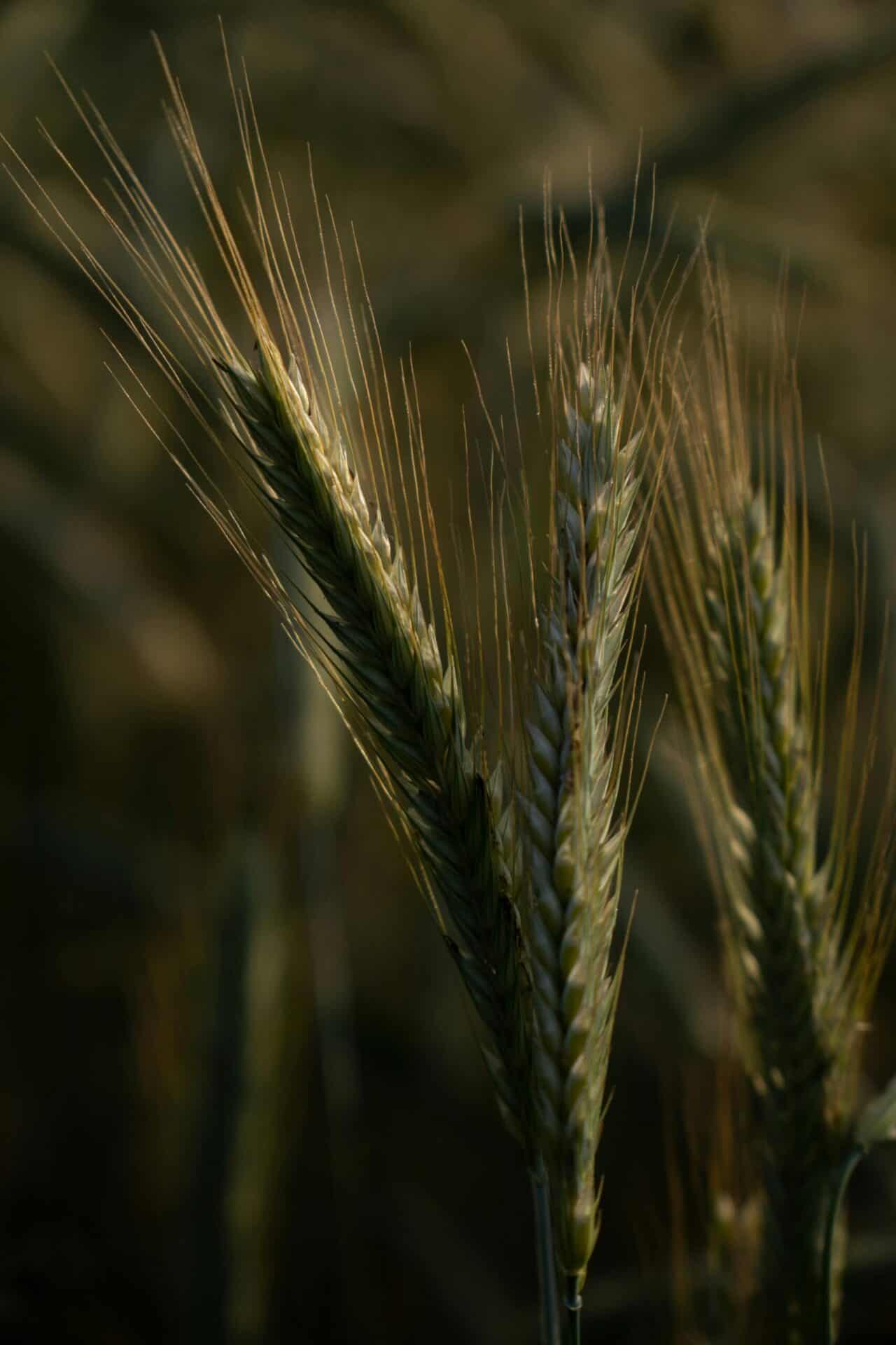 Urgetreide gesund jetzt mehr erfahren