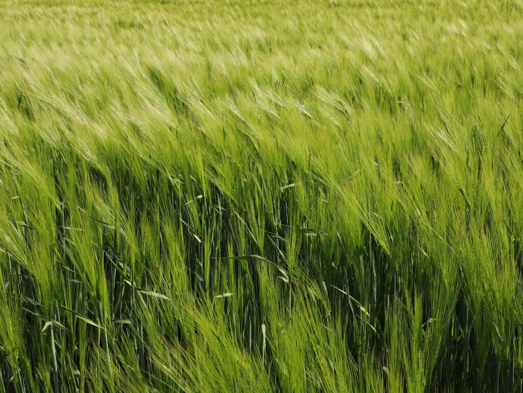 Grünes Weizenfeld im Sonnenlicht, landwirtschaftliche Feldlandschaft, Nahaufnahme des Getreides, Natur, Sommerszene.