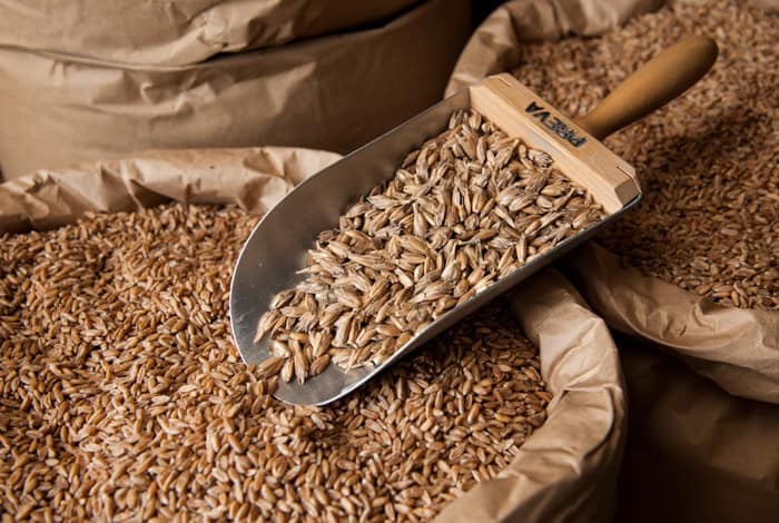 Gerste in Säcken, landwirtschaftliche Getreide, frisches Getreide für die Lebensmittelproduktion.