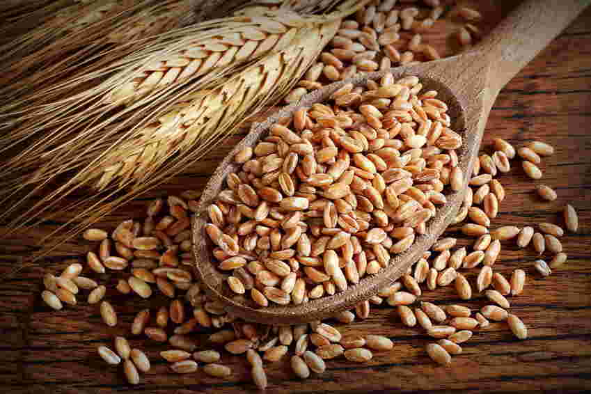 Geröstete Weizenkerne auf Holzlöffel und Weizenhalm, Frisch und rustikal.