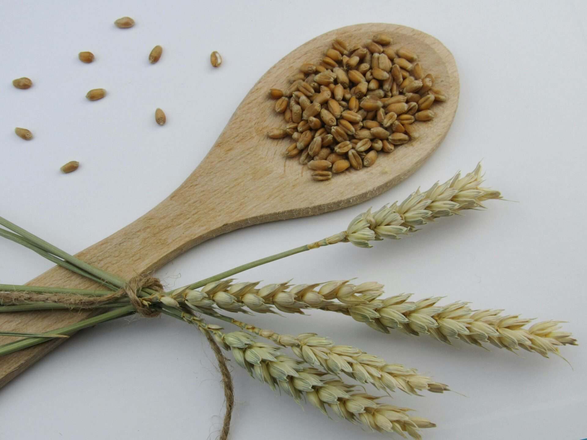Gerste Keime und Weizenähren auf Holzlöffel, gesundes glutenfreies Getreide für italienische Küche.